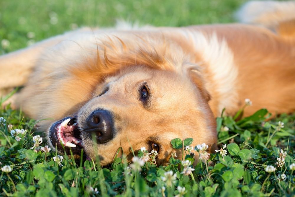 happy dog lying down in grass