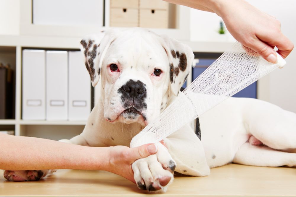 orthopedic surgery for dogs