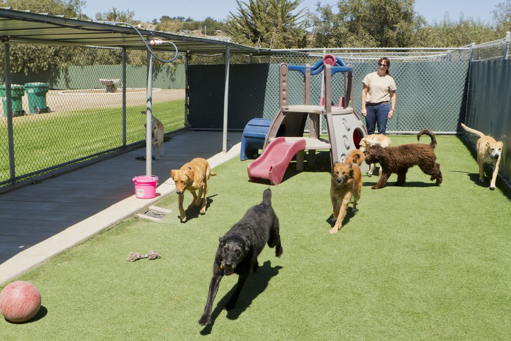 dogs in pet boarding facility