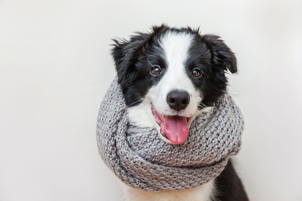 border collie with scarf