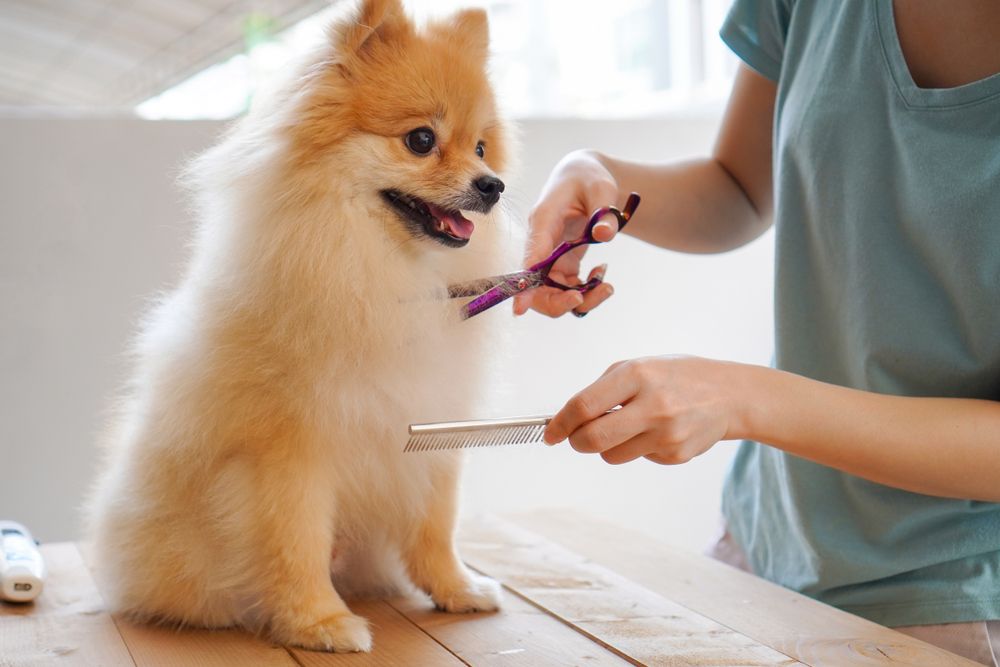 The Importance Of Pet Grooming | Pet Health | Pet Groomers