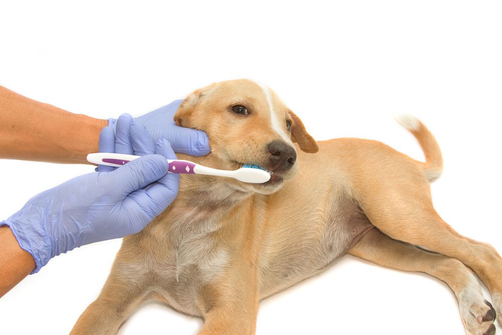 dog being brushed by veterinary dentist