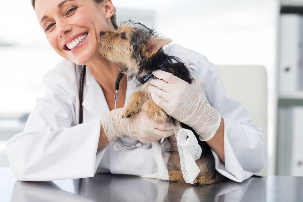 dog with a vet