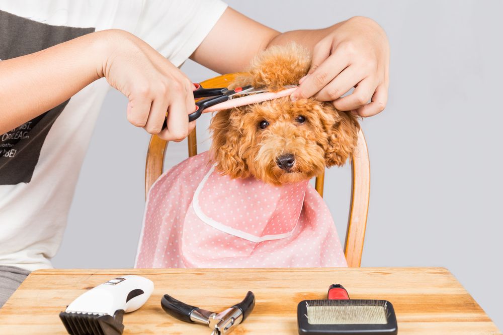 The Importance Of Pet Grooming, Pet Health