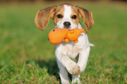 beagle running with toy in mouth
